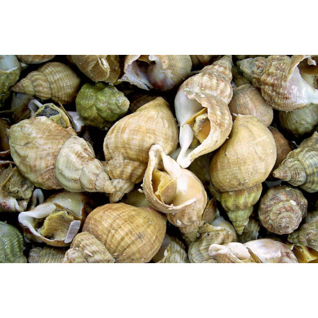 Bulots - 500g Bulots - 500g