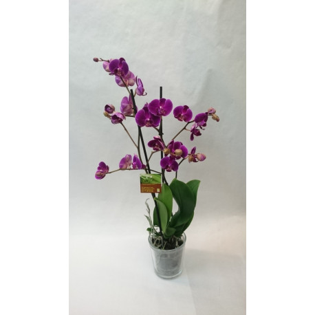 Orchidée phalaenopsis Orchidée phalaenopsis