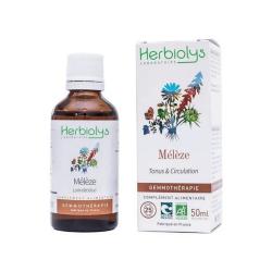 Herbiolys - Macerat de bourgeons Mélèze BIO - 50 ml