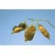 Lentilles vertes du Puy en sac tissu 500 grs